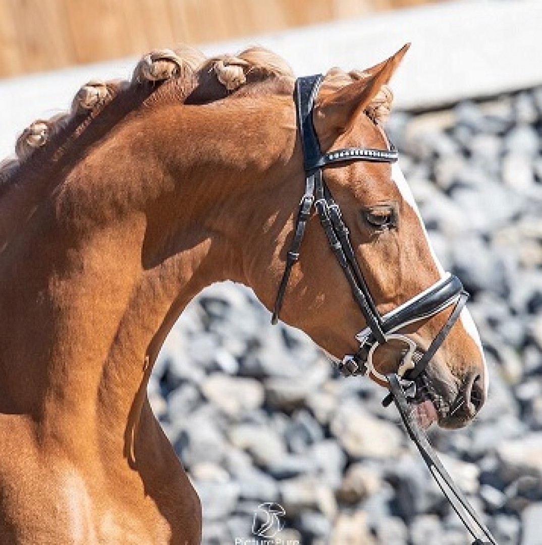 account Schande preambule His Royal Badness DK | Hengstenhouderij 'Den Hoorn'